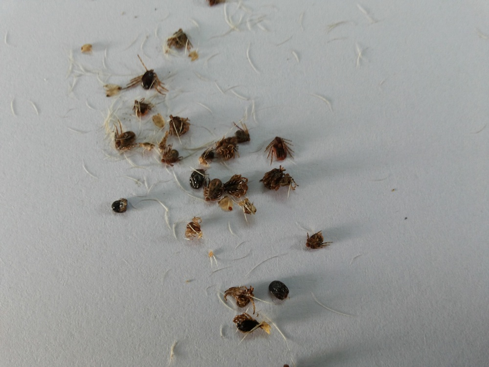 Ectoparasites affecting livestock